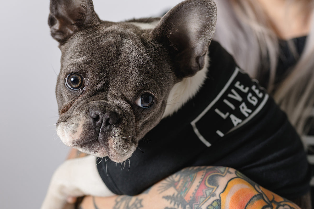 Logo Dog Tee - Black